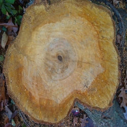 Austere: Tea Totalled