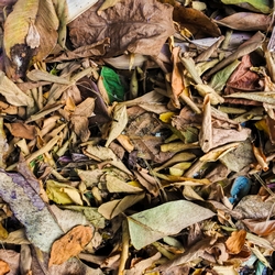 Austere: Tiny Danser